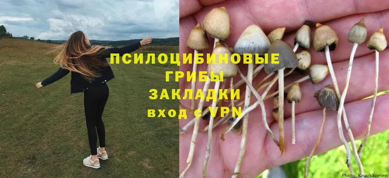 наркота  Тырныауз  Галлюциногенные грибы Cubensis 